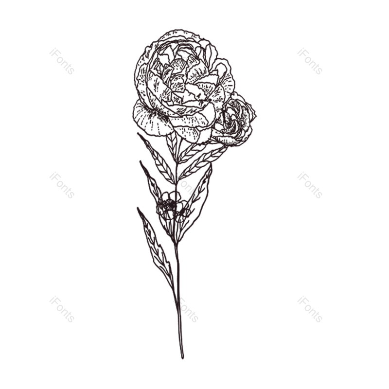 玫瑰花图片,玫瑰元素,花线描PNG,免抠素材